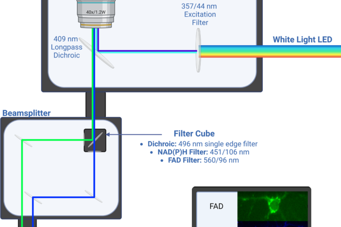 New Publication on a widefield microscope optimized for rapid autofluorescence imaging of metabolic changes in cells